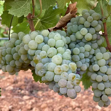 Chalet Dos Caballeros Winery & Vacation